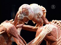 Выставка «Тела»: откуда поступают трупы?