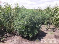Сахновщинському районі поліцейські вилучили наркотичні речовини