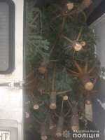 Майже півсотні незаконно зрубаних ялинок вилучили поліцейські на Львівщині