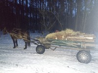 Поліцейські за десять днів відпрацювань на Рівненщині вилучили понад 100 кубів незаконної лісопродукції