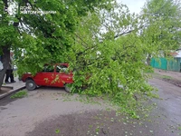 Упродовж доби рятувальники двічі прибирали аварійні дерева