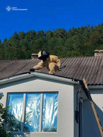 Рятувальники 14 разів залучалися до вилучення гнізд небезпечних комах