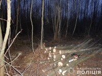 На Любешівщині правоохоронці встановили двох волинян, причетних до незаконної порубки лісу