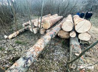 Незаконна порубка дерев на суму понад 21 мільйон гривень: слідчі поліції Буковини викрили чоловіка, підозрюваного у вчиненні злочину проти довкілля