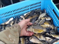У річку Самара випустили майже 45 тисяч коропів