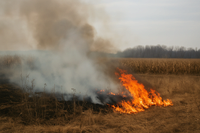 🔥 Дим над полями — штраф або в'язниця: що чекає за знищення природи?