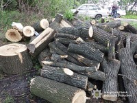 Судитимуть «чорних лісорубів» з Петропавлівщини, які завдали довкіллю збитків на майже 300 тис грн