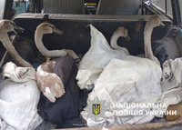 На Полтавщині поліцейські виявили браконьєрів, які полювали на диких лебедів