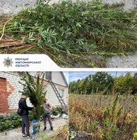 Поліцейські виявили незаконні посіви конопель у Глибочицькійї громаді