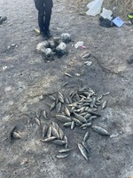 “Улов на сотні тисяч”: на Самарі біля Тернівки спіймали зухвалого браконьєра