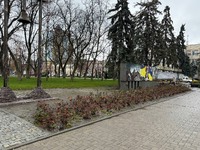 У центрі Павлограда спилюють багаторічні ялинки через аварійний стан