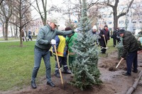 На Алеї Слави в Павлограді замість старих дерев з’явилися 15 молодих блакитних ялинок