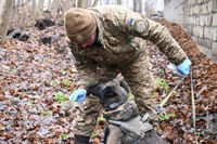 Гвардійські кінологи вдосконалюють навички службових собак