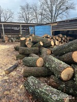 На Кіровоградщині поліцейські викрили трьох чоловіків у незаконній порубці лісу