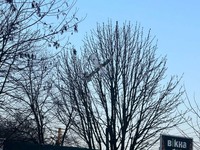 У Шахтарському ворожий дрон врізався в дерево