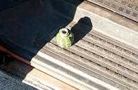 Ходив із предметом, схожим на гранату: у Коростені поліція охорони затримала чоловіка