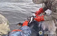 На Полтавщині водні поліцейські врятували птаха, який потрапив у браконьєрські сітки