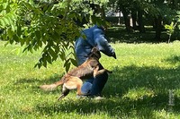 Довіра, що формується роками. Як тренують гвардійських службових собак у 36 полку Нацгвардії