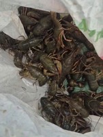 На Павлоградщині рибоохоронці відібрали у порушника та повернули в річку понад сорок раків