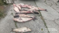 На Полтавщині поліцейські викрили чоловіка, який перевозив близько 100 кг незаконно виловленої риби