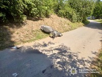 Смертельна ДТП у Тетіївській громаді: поліцейські Київщини розслідують обставини аварії
