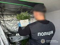 Понад пів кілограма канабісу та майже 250 кущів конопель вилучили закарпатські поліцейські під час другого етапу спецоперації «Джентельмени»