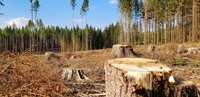 На Павлоградщині прокуратура через суд стягнула 4,8 млн грн з «Лісів України» за незаконну рубку